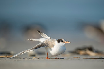 A juvenile Common Tern stretches its wing while standing on a sandy beach in the bright sunlight.