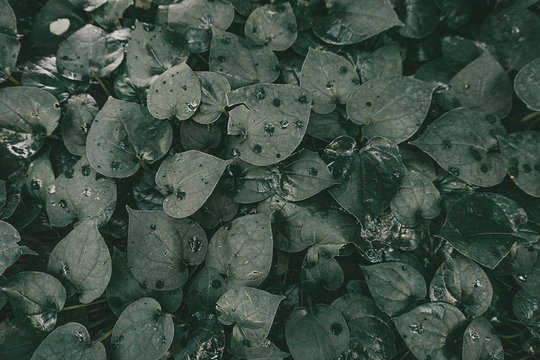 Close-up of leaves covered with water droplets