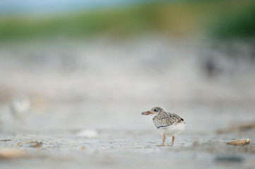 A young American Oystercatcher chick stands on a sandy beach in soft overcast light.