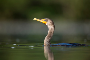 A close-up portrait of a Double-crested Cormorant swimming in the water in the bright sunlight.