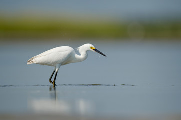 A white Snowy Egret wades in shallow water with a smooth background on a bright sunny day.