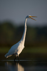 A large white Great Egret wades in the shallow water with its reflection showing in the early morning sunlight with a dark dramatic background.