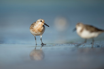 A Sanderling stands on a wet sandy beach in the bright sun with its reflection and a smooth foreground and background.