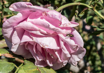 fly on wilting pink rose