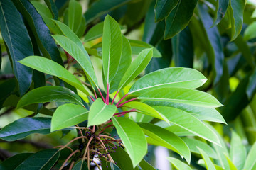 Lush tropical plant in garden