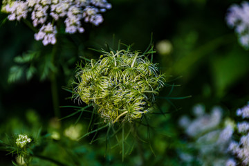 queen anne's lace buds with background of white flowers and green