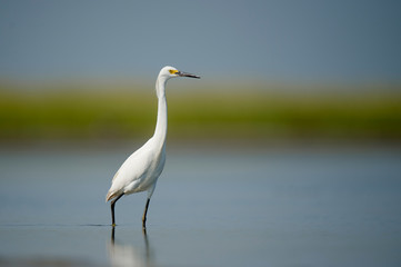 A white Snowy Egret wades in shallow water with a smooth background on a bright sunny day.