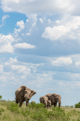 Fototapeta premium Elephant Family in Etosha Park Namibia, 