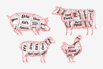Meat cutting scheme. Butcher shop, butchery concept. Vintage vector illustration
