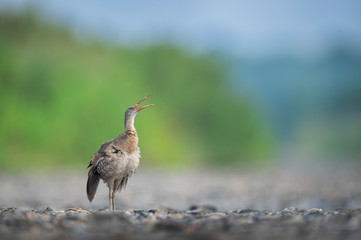 A goofy Clapper Rail walked out of the marsh onto the open road and opened its beak up in the air with its wings stretched down.