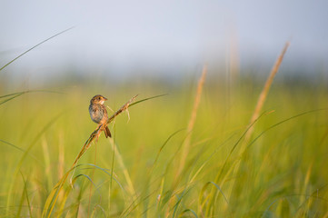 A Seaside Sparrow perched in the tall bright green marsh grasses in the early morning golden sunlight.