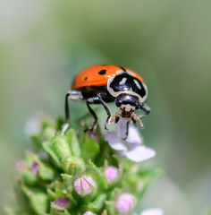 ladybug on flower