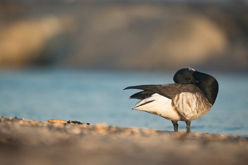 A Brant portrait with soft morning sunlight with a smooth background of a jetty and blue water.