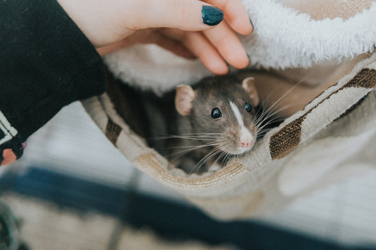 Woman stroking her Pet dumbo rat