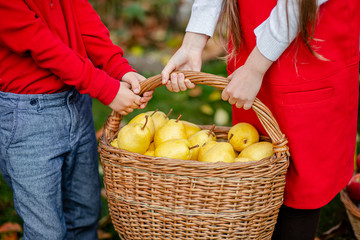Children take part in the autumn harvest of pears in the garden.