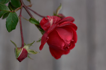 Flower of red rose in the summer garden. Lively rose with drops of water on scarlet petals.