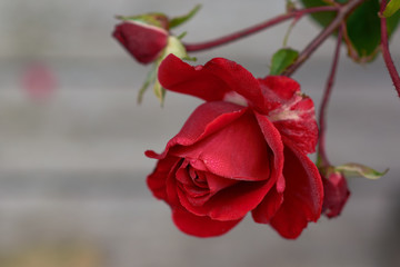 Flower of red rose in the summer garden. Lively rose with drops of water on scarlet petals.