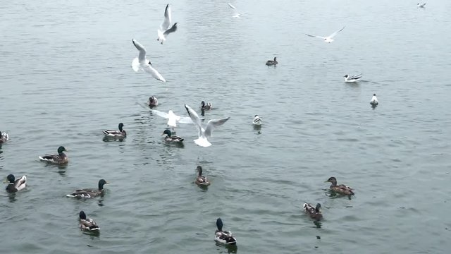 Male ducks swimming in the lake, slow motion footage. Mallards feeding bread in summer day