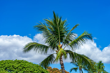 Fototapeta na wymiar Palm trees with top of trees, blue sky, and clouds