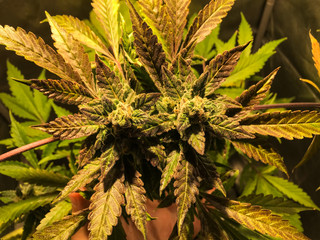care and cultivation of recreational marijuana. Professional cannabis growing indoors.