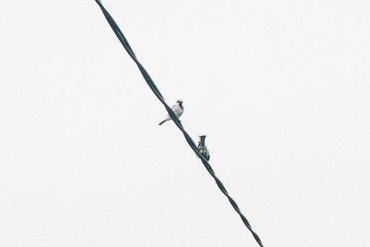 Two sparrows sitting on wire 