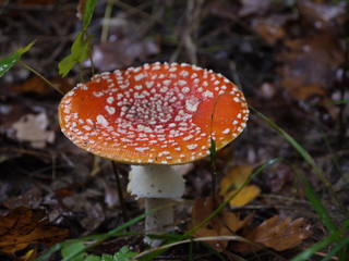 Der Fliegenpilz