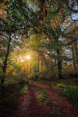 Obraz premium Sunny Day in the National Park. Autumn Forest Colours, Beautiful Sunset in the Woods,