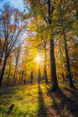 Fototapeta premium Sunny Day in the National Park. Autumn Forest Colours, Beautiful Sunset in the Woods,