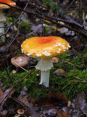 Der Fliegenpilz