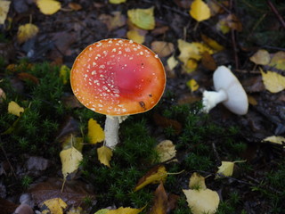 Der Fliegenpilz