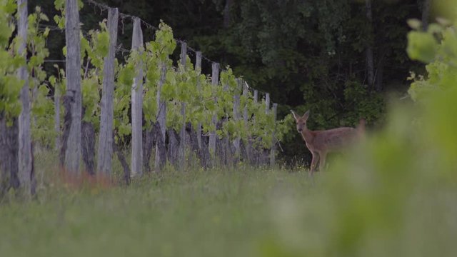 Chevreuil dans un champs pr&egrave;s de la for&ecirc;t.