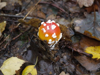Der Fliegenpilz