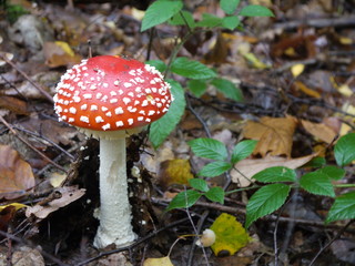 Der Fliegenpilz