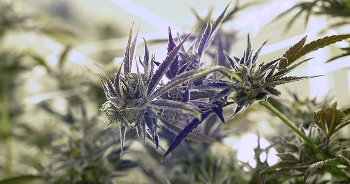 Indoor Pot Farm Close Up on Mature Marijuana Plants Under Lights