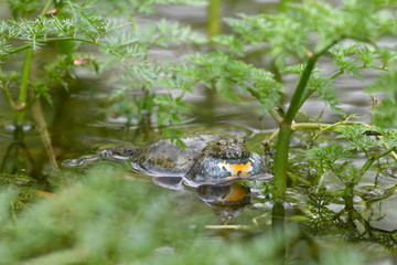 rufende Rotbauchunke (Bombina bombina) - European fire-bellied toad