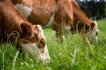 Ganado doble proposito en Cundinamarca y Boyacá Colombia