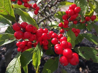 Red berries outside on a plant