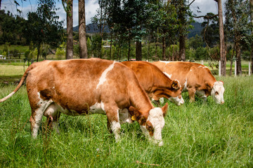 Ganado doble proposito en Cundinamarca y Boyacá Colombia