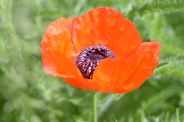 Red poppy in a meadow. Bright flower on a green natural blurred background. Single flower.