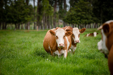 Ganado doble proposito en Cundinamarca y Boyacá Colombia
