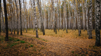 A beautiful landscape of birch grove in autumn season.
