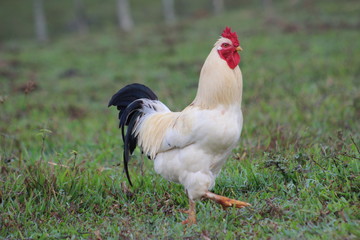 rooster on farm