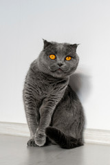 Scottish fold cat sitting at home on the floor against a white wall. A cat of a beautiful gray color with bright orange eyes and a serious face.
