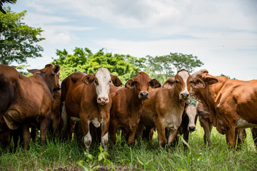 Ganado en el campo de Montería Córdoba Colombia