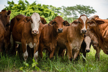 Ganado en el campo de Montería Córdoba Colombia