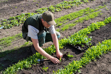 Man transplanting young plants in a garden