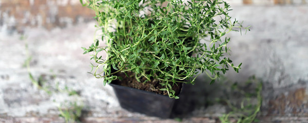 Selective focus. Macro. Thyme in a pot. Growing greens.