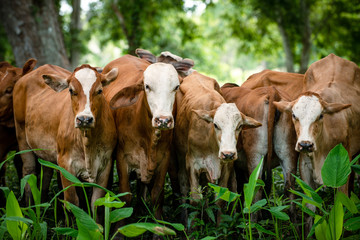 Ganado en el campo de Montería Córdoba Colombia