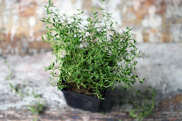 Selective focus. Macro. Thyme in a pot. Growing greens.
