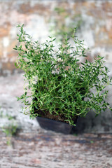 Selective focus. Macro. Thyme in a pot. Growing greens.